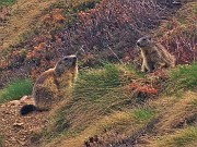 Spettacolo di fiori e marmotte sui sentieri per i Laghetti di Ponteranica – 18magg22  - FOTOGALLERY